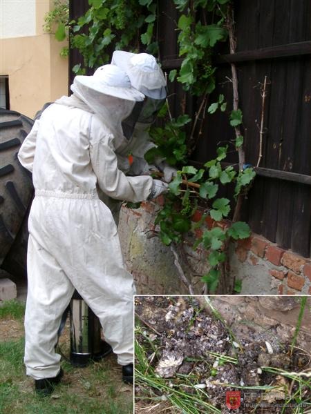 Bild 5 von 19 3. Einsatz: Insektenbseitigung - Ein (echtes) Wespennest musste beseitigt werden. 