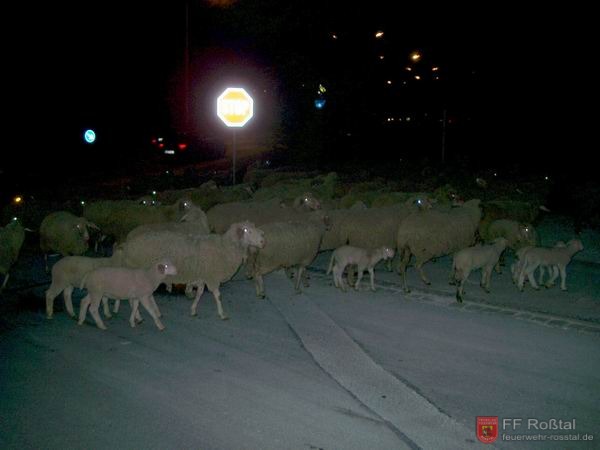 Bild 3 von 23 .. der Weg wird von einer Schafherde versperrt. Die "Jogger" müssen einen anderen Weg einschlagen.